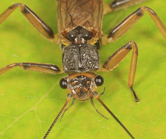 Agnetina capitata