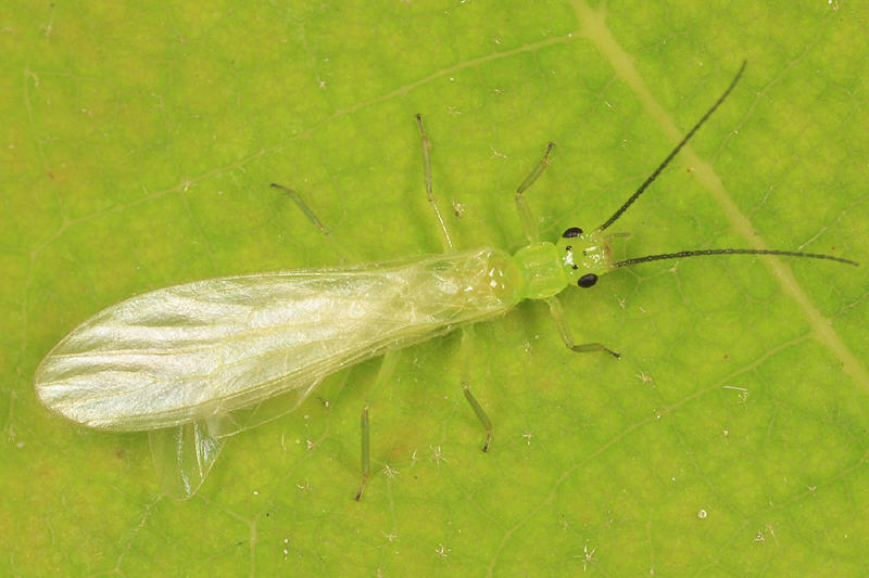 Haploperla brevis