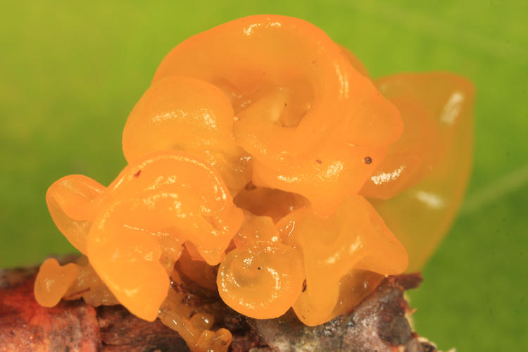 Tremella mesenterica