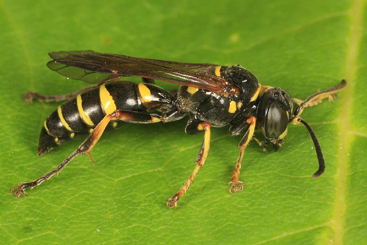 Gorytes sp.