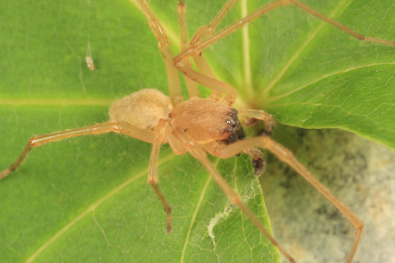 Cheiracanthium inclusum (male)