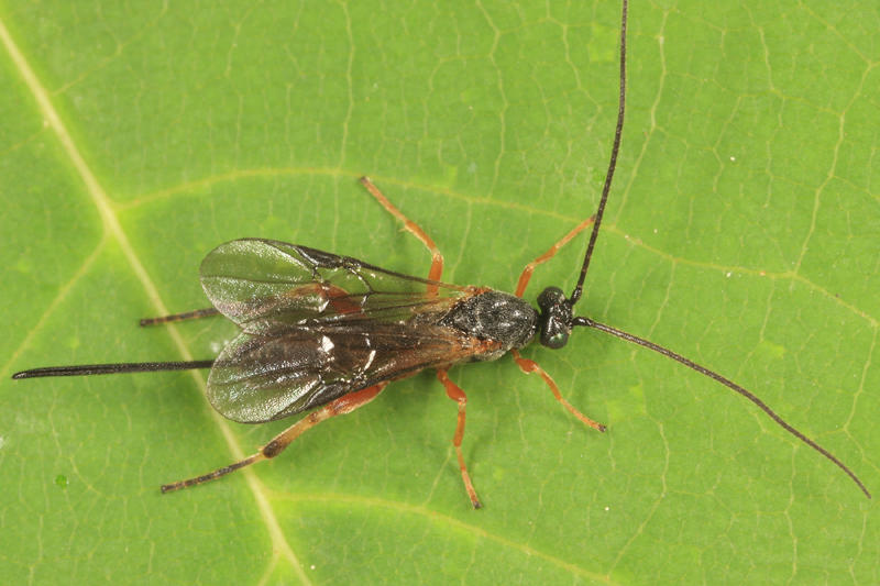 Therophilus sp.