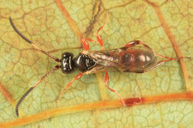 Dicaelotus sp.