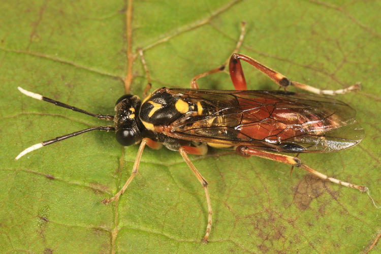 Macrophya varia