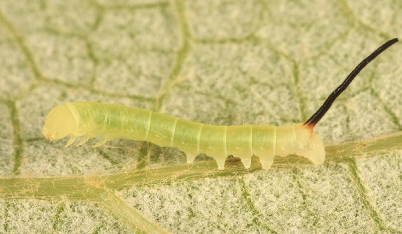 7885 - Virginia Creeper Sphinx - Darapsa myron (first instar)