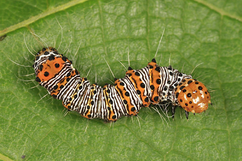 9314 - Eight-spotted Forester - Alypia octomaculata