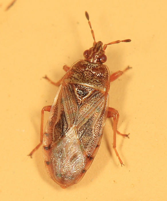 Bulrush Bug - Chilacis typhae
