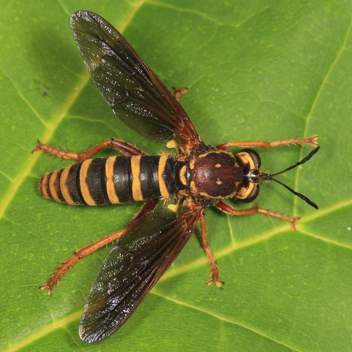 Ceraturgus fasciatus