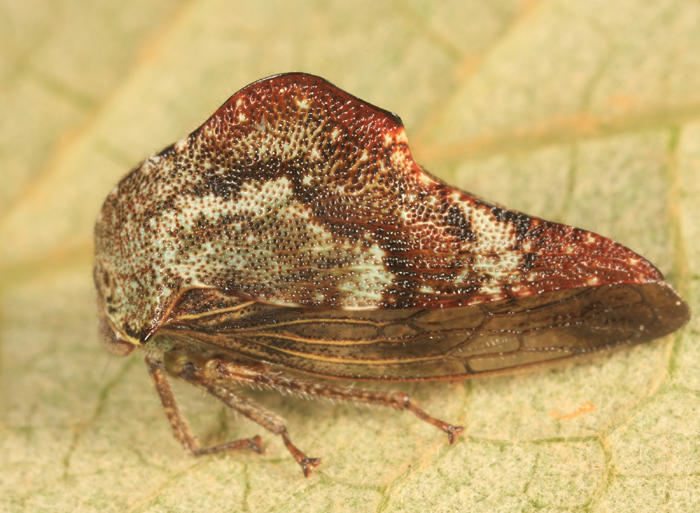 Heliria gemma