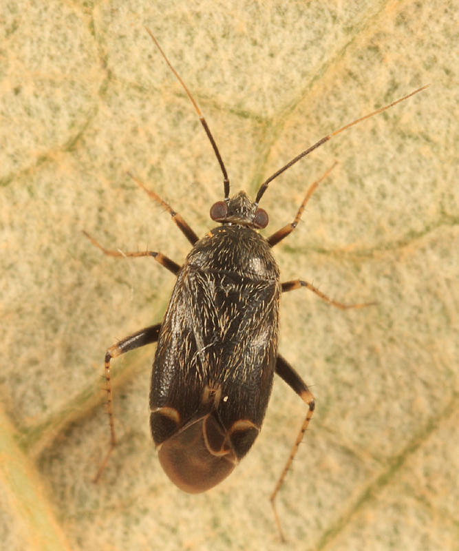 Plagiognathus sp.