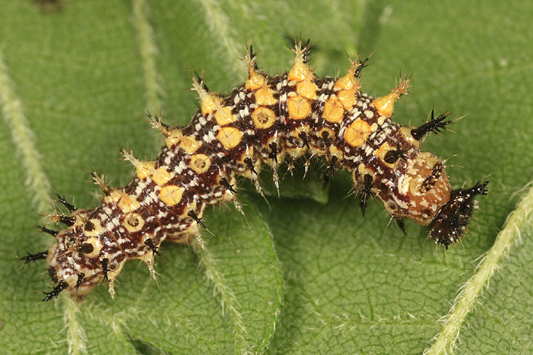 Question Mark - Polygonia interrogationis