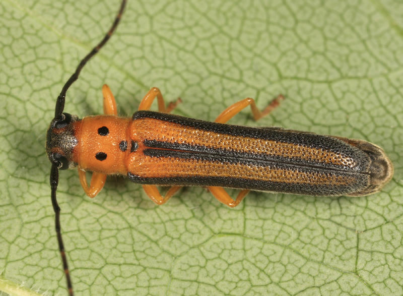 Dogwood Twig Borer - Oberea tripunctata