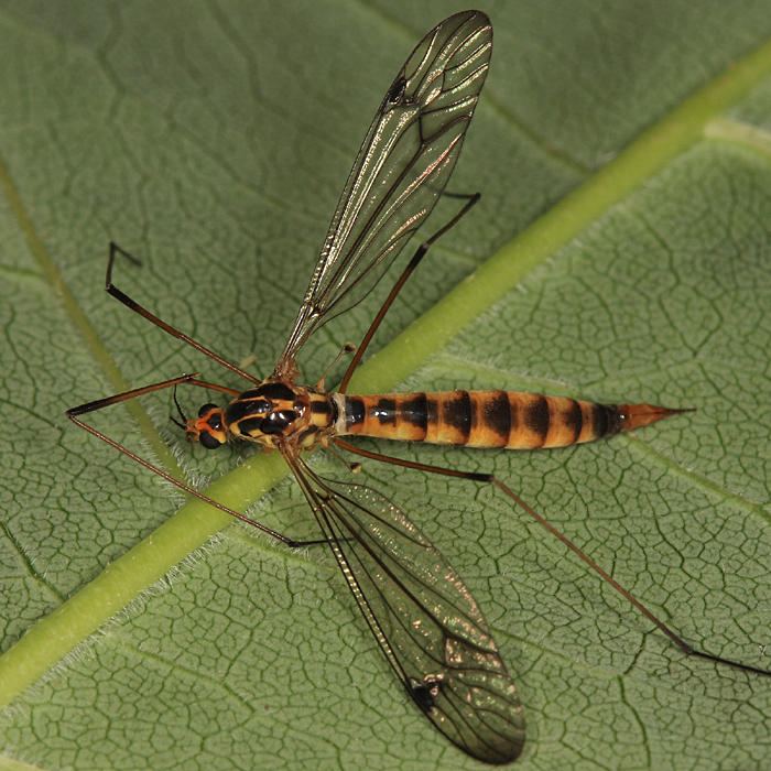 Nephrotoma alterna
