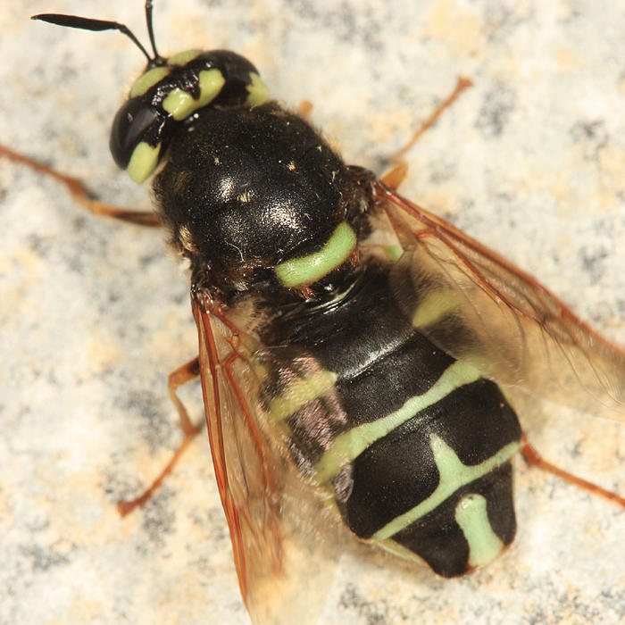 Stratiomys badia