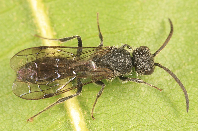 Myrmosa unicolor (male)