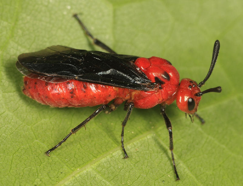 Arge coccinea