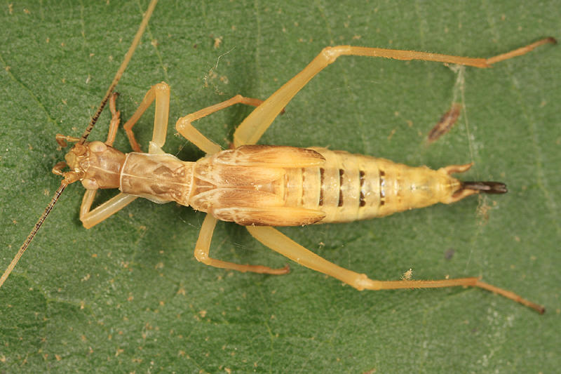 Two-spotted Tree Cricket - Neoxabea bipunctata
