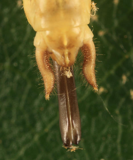 Two-spotted Tree Cricket - Neoxabea bipunctata