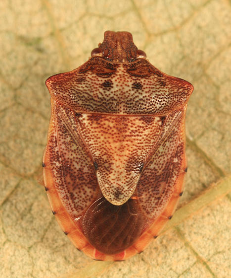 Dendrocoris humeralis