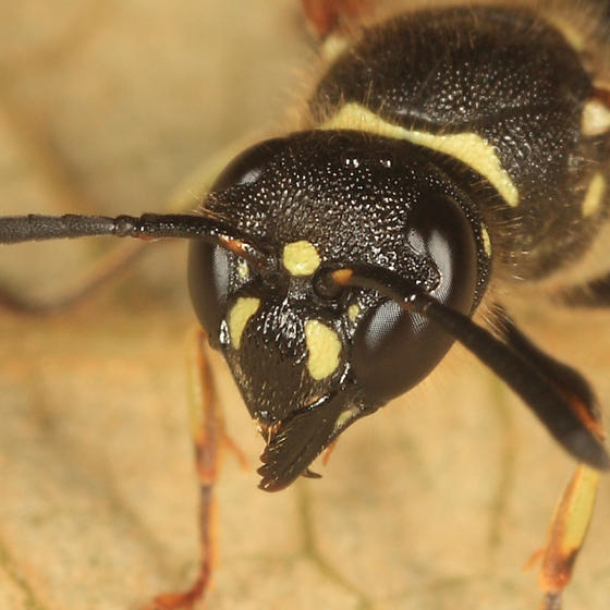 Ancistrocerus catskill