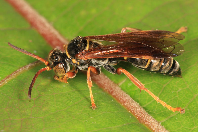 Saygorytes phaleratus