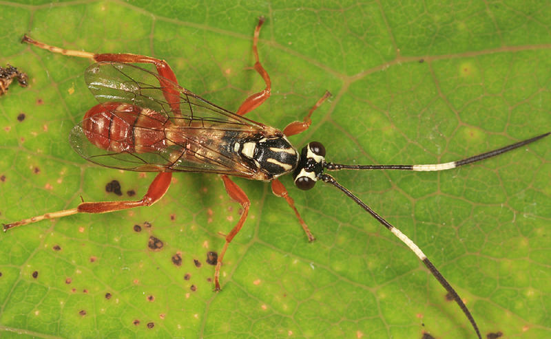 Ambloplisus ornatus (female)