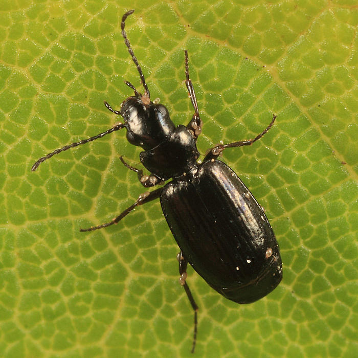 Syntomus americanus