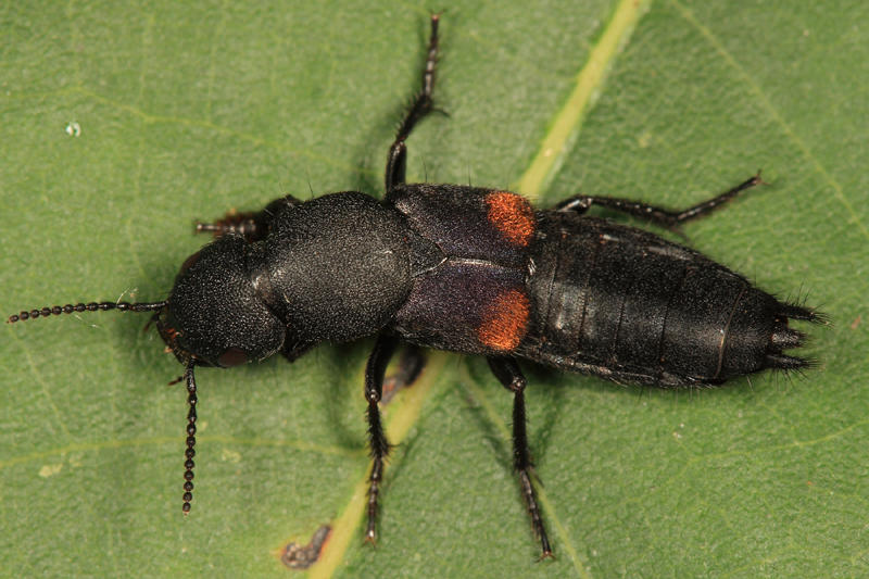 Red-spotted Rove Beetle - Platydracus fossator