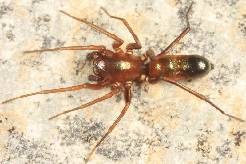 Micaria longipes
