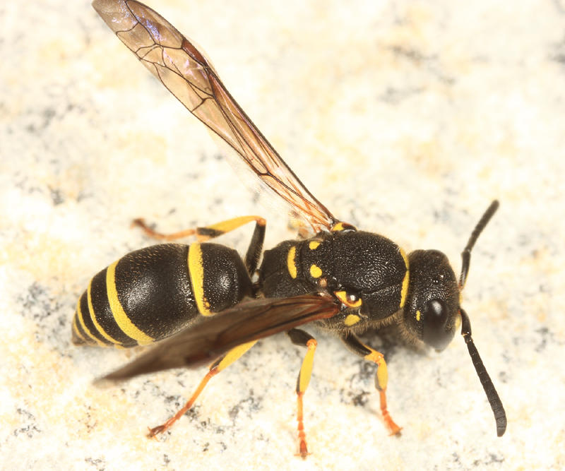 Ancistrocerus adiabatus
