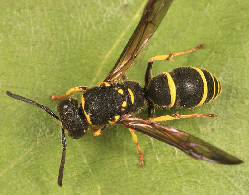 Ancistrocerus adiabatus