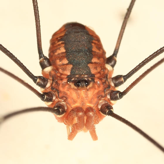 Leiobunum vittatum