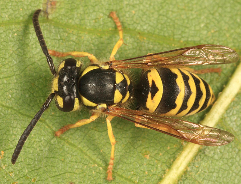 Eastern Yellowjacket - Vespula maculifrons