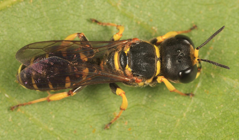 Ectemnius sp.