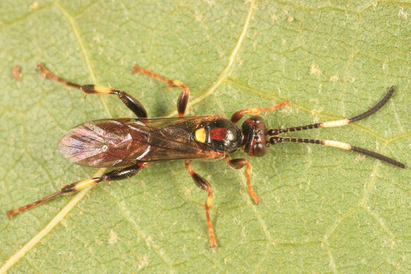 Cratichneumon paratus