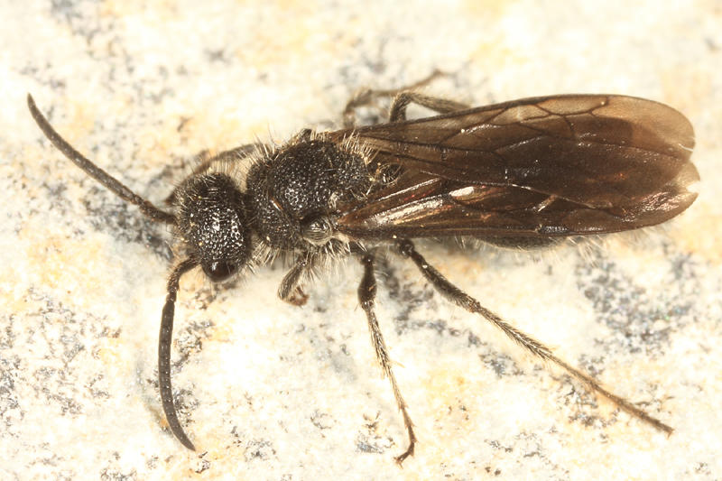 Pseudomethoca simillima (male)