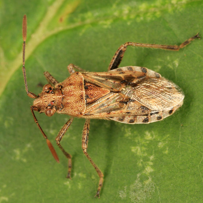 Stictopleurus punctiventris