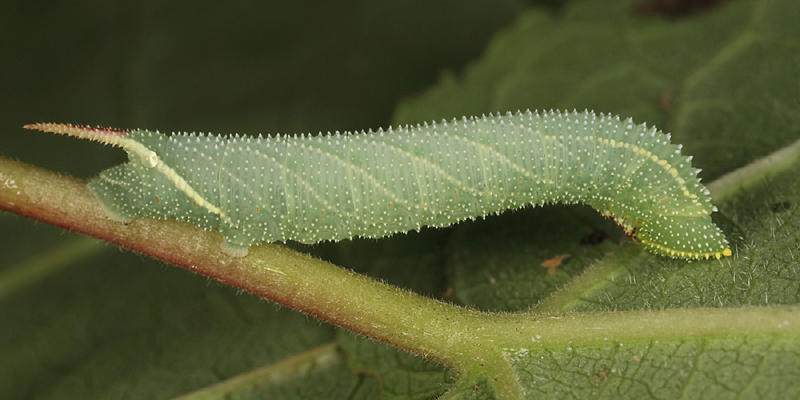 7821 - Twin-spotted Sphinx - Smerinthus jamaicensis