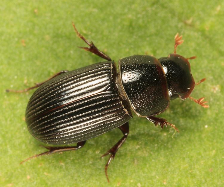 Ataenius strigatus