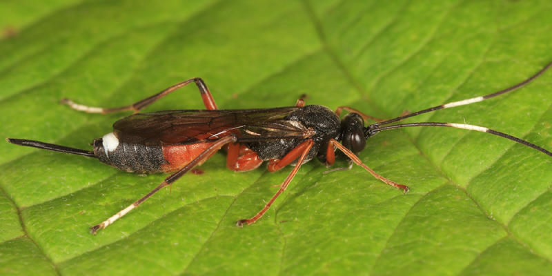 Gambrus polyphemi