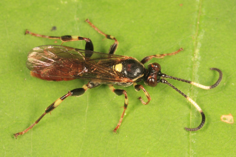 Cratichneumon vinnulus