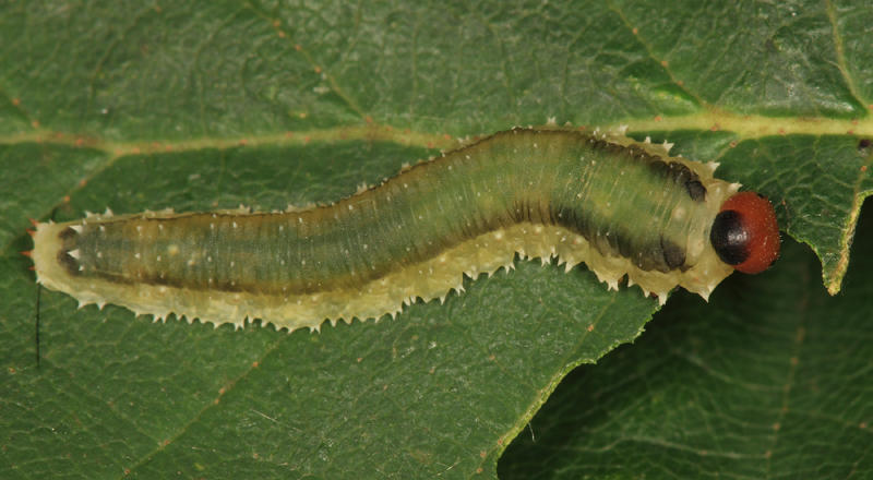 Dimorphopteryx sp.