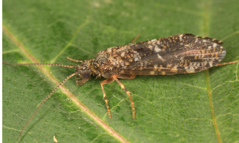 Rhyacophila formosa (male)