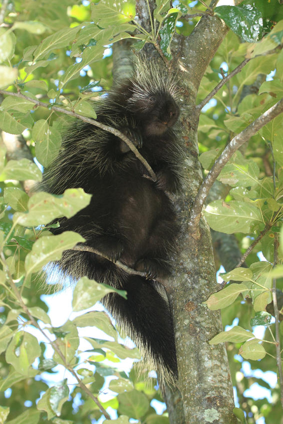North American Porcupine - Erethizon dorsatum