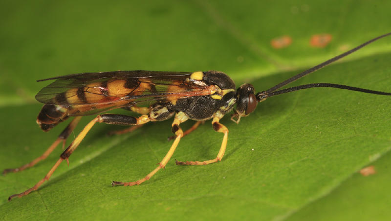 Eutanyacra vilissima (male)