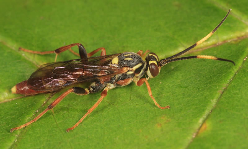 Melanichneumon disparilis