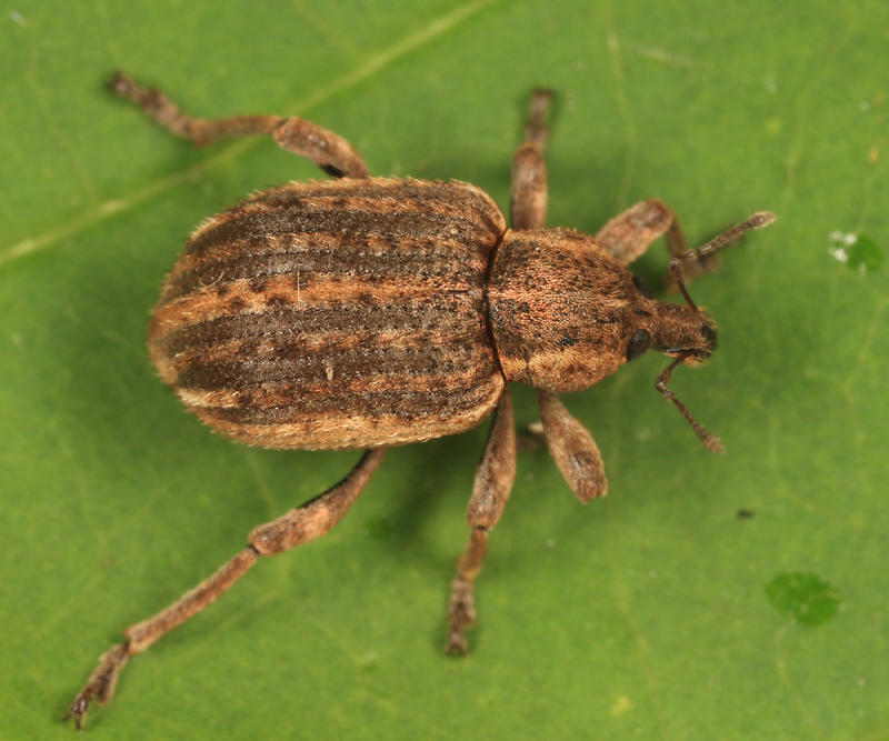 Clover Leaf Weevil - Donus zoilus