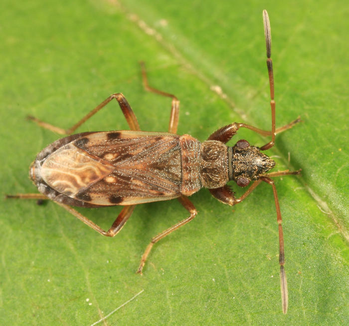 Ligyrocoris diffusus