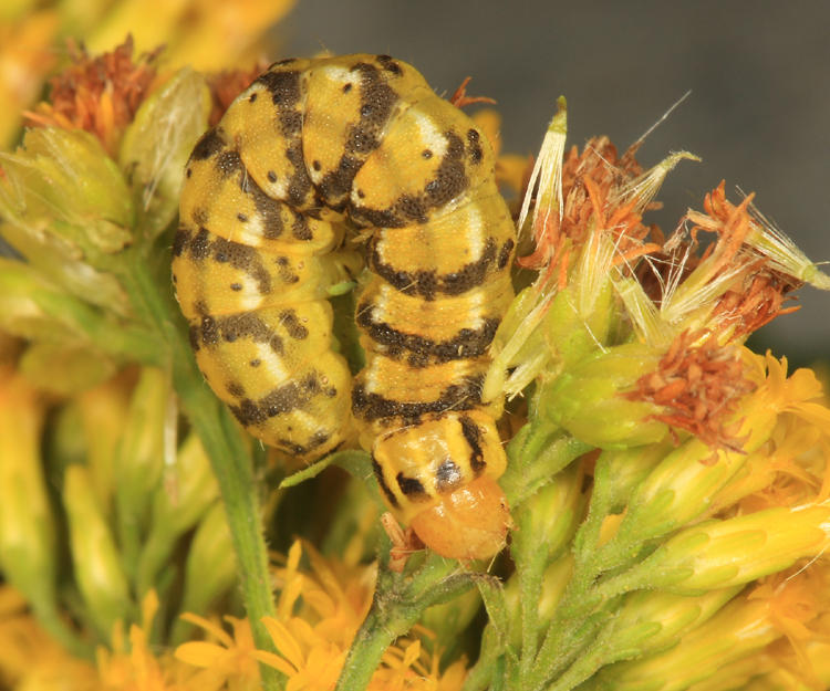11177 - Goldenrod Flower Moth - Schinia nundina