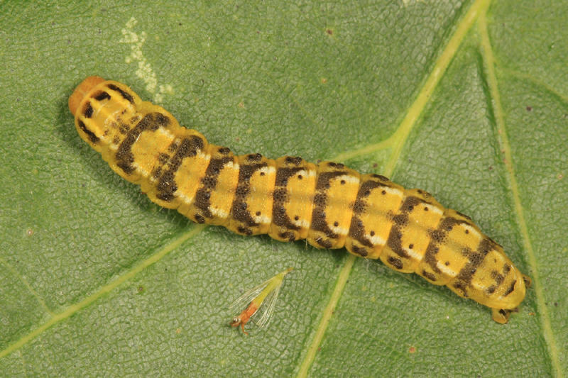 11177 - Goldenrod Flower Moth - Schinia nundina